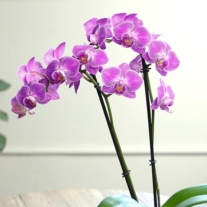 Premium Purple Live Orchid Plant Blooming in 3.5" Blue & White Orchid Pot, Live Plants, Houseplant Gifts, Approx. 16" Tall, Pet Friendly Houseplants, Phalaenopsis Moth Flower by Plants for Pets