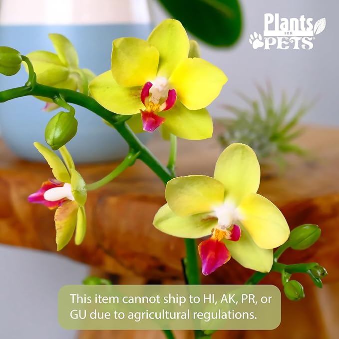 Premium Yellow Live Orchid Plant Blooming in 3.5" Blue & White Orchid Pot, Live Plants, Houseplant Gifts, Approx. 16" Tall, Pet Friendly Houseplants, Phalaenopsis Moth Flower by Plants for Pets