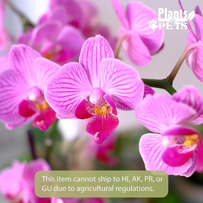 Premium Purple Live Orchid Plant Blooming in 3.5" Blue & White Orchid Pot, Live Plants, Houseplant Gifts, Approx. 16" Tall, Pet Friendly Houseplants, Phalaenopsis Moth Flower by Plants for Pets