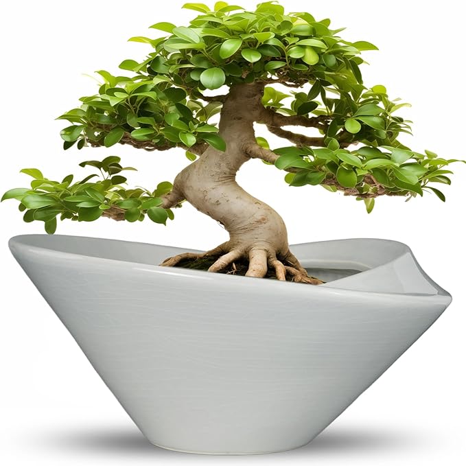 Teagas Bonsai Pots 13 Inch - Ceramic Succulent Pots with Drainage Hole Decorative Plant Pot Indoor Large Outdoor Planter Modern Flower Pot for Home Garden Office Room Decor Gray