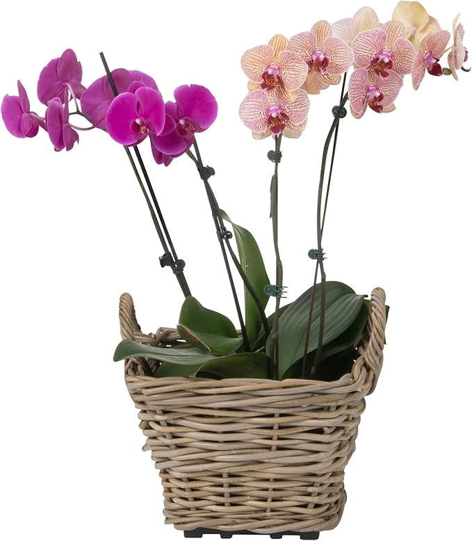 Kouboo Rectangular Rattan Planter Basket 1.25 Gallon Capacity Plastic Pot Liner with Drain Holes Included No Saucer Indoor and Outdoor Use