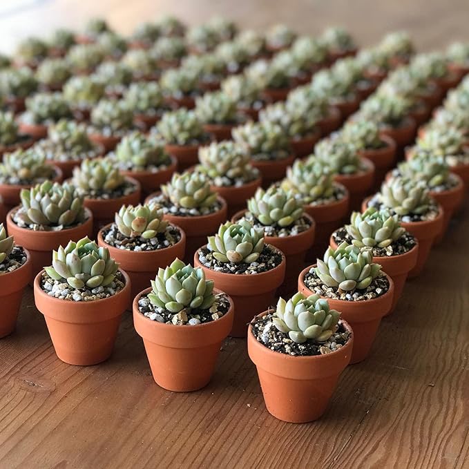 HERDUK 3 Inch Terracotta Starter Pots with Saucers – Clay Planting System for Seedlings, Cuttings & Succulents, Reliable Drainage for Healthy Roots, Ideal for Beginners & Small Spaces