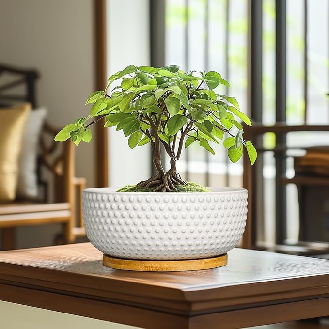 EPFamily Succulent Pots 8 Inch - Ceramic Bonsai Planters for Indoor Plants, Plant Pot with Drainage Hole and Saucer, Shallow Round Flower Planter, Modern Room Decor, Gifts for Plant Lover, White