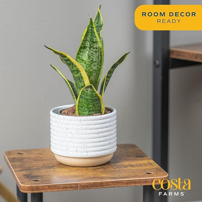 Costa Farms Snake Plant, Live Plants in Plastic Pots, Easy to Maintain, Air Purifying Indoor Succulent Houseplants, Assorted Variety, Home, Room, or Office Decor, Pack of 4, 8-12 Inches Tall