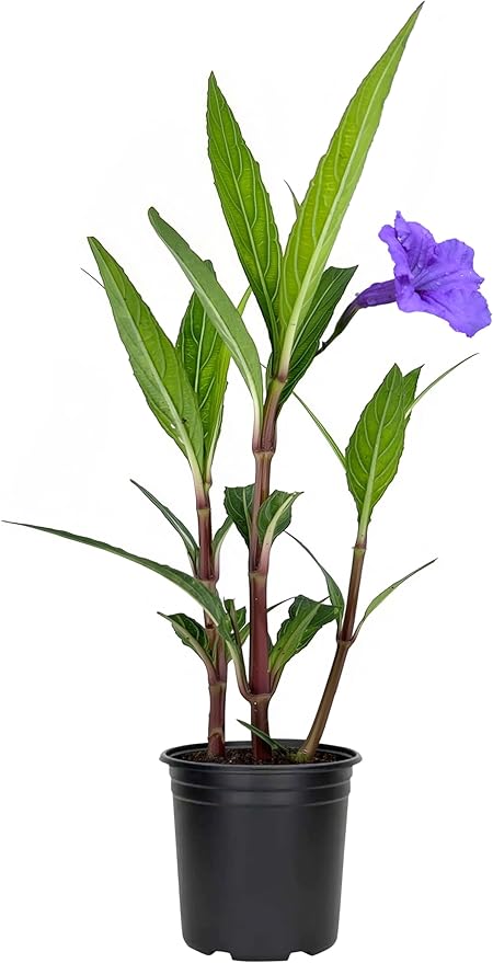 Mexican Petunia Purple | 1 Live 4 Inch Plant | Ruellia Brittoniana | Purple Flowering Landscape Pollinator | Heat Tolerant Groundcover | Outdoor Perennial for Gardens Borders Walkways Containers