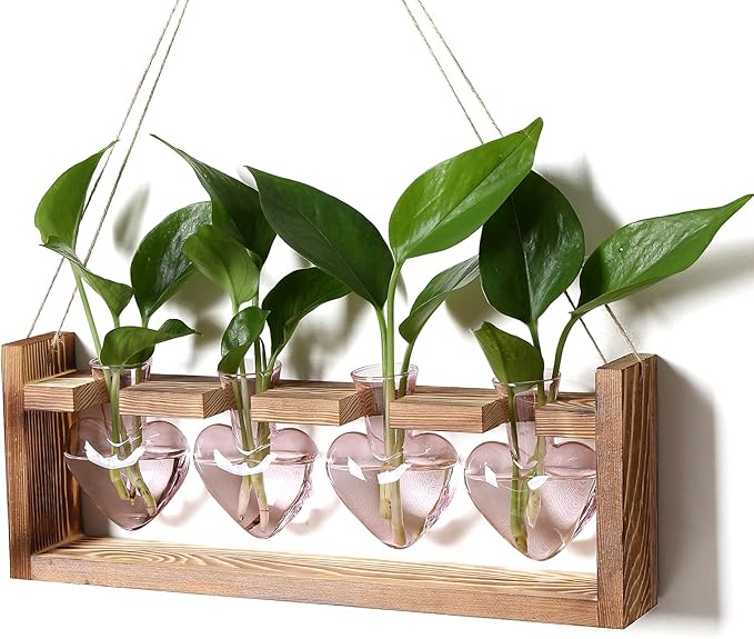CYZglass Heart Plant Terrarium Kit Gift for Women Plant Lover Glass Vases