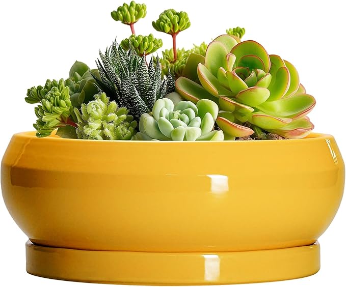 EPFamily Succulent Pots with Drainage Hole - 6 Inch Ceramic Bonsai Pots for Indoor Outdoor, Shallow Plant Pot with Saucer, Bonsai Planter, Round Succulent Planter, Patio Decor, Gardening Gift, Yellow