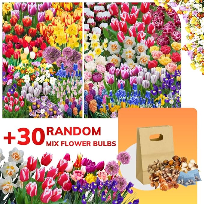 30 Mix Flower Spring Bulb Pack - Assorted Daffodils, Hyacinths and More, Easy to Plant, Colorful Hardy Perennial Vibrant Spring Blooms, Mix Flower Bulbs, Assorted Bulbs for Gardens, Borders