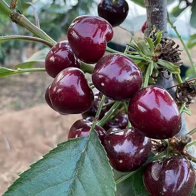 40 Pcs Black Cherry Tree Seeds, Fruit Tree Seeds for Planting, Prunus Serotina Dwarf Cherry Tree with Edible Black Cherries Non-GMO Fruit Seeds for Planting