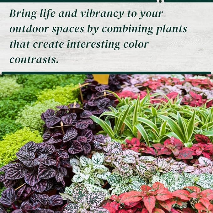 Pink Polka Dot Plant (4-Pack) - Live Houseplants, Small Indoor Plants, Hypoestes Pink- Colorful, Air-Purifying House Plants