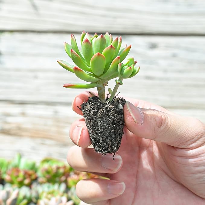 Sprout N Green 10 Assorted Succulents with Root, 10 Different Varieties Live Plants Collection, Without Plant Pot, Great for Gardener Beginner, DIY Projects, Wedding Party Favor