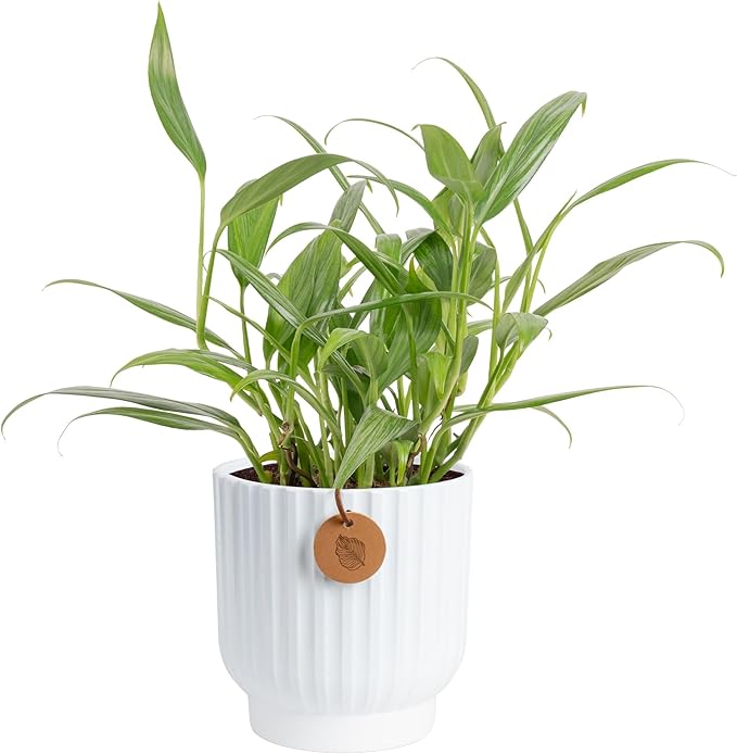 Costa Farms Silver Streak Pothos Live Plant in Self Watering Pot, Air Purifying Indoor Houseplant, Perfect for Home, Room, or Office Decor, Great House Warming or Birthday Gift, 10-16 Inches Tall