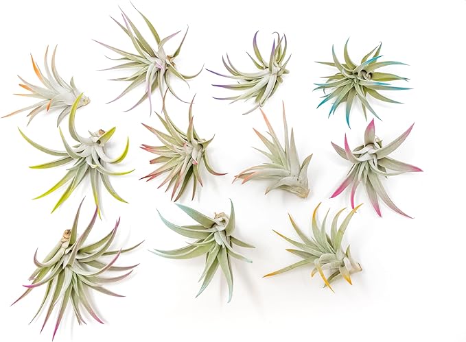 Purple Colorful Tillandsia Air Plants - Long Lasting Color Enhanced Live Tillandsia Succulent House Plants - Home and Garden Decor - Easy Care Indoor and Outdoor (Harrisii, Pack of 3)