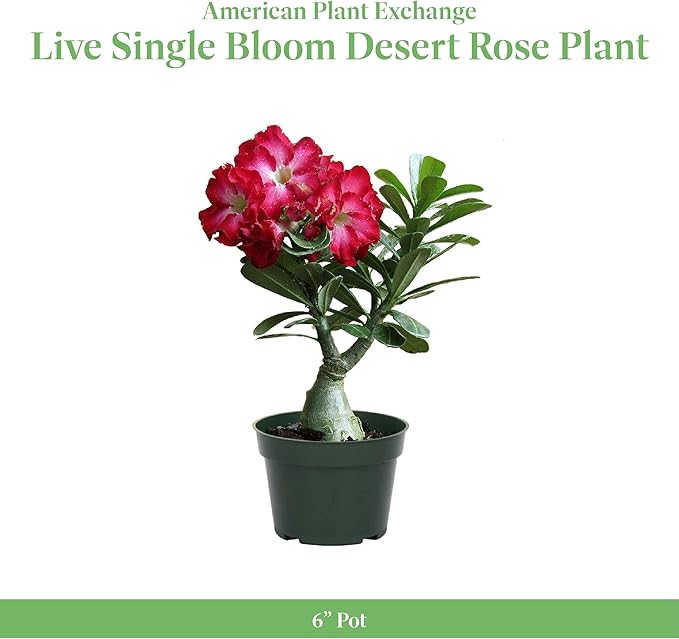 American Plant Exchange Desert Rose – Live 5-Inch Potted Flowering Succulent, Drought-Tolerant Bonsai-Style Plant for Indoor & Outdoor Gardens, Patios, and Home Décor