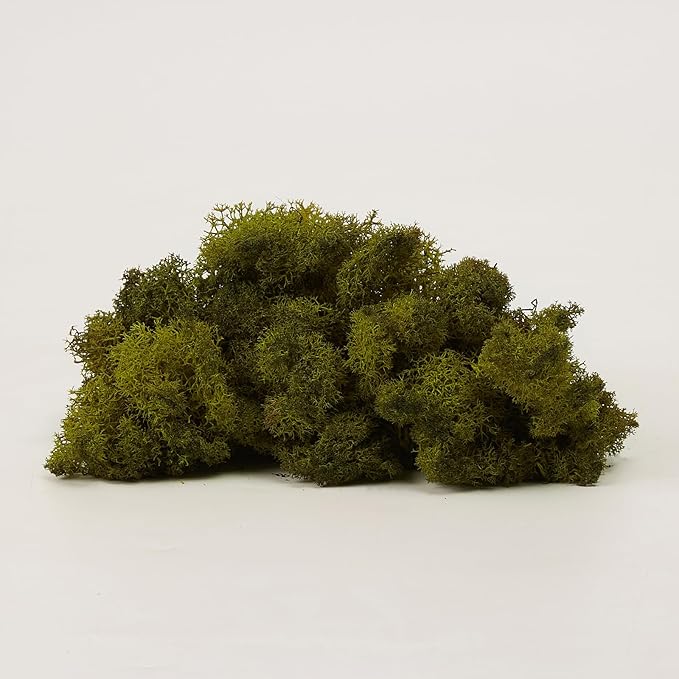 prefleur Preserved Reindeer Moss Natural Green DIY Kit Gardenning Art Wall Decor Florist Decor Easter Table Decor Wedding
