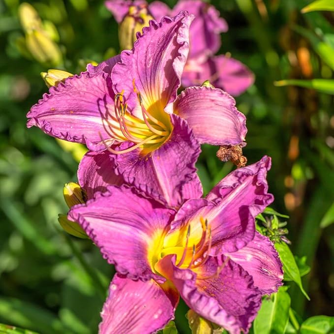 Prairie Blue Eyes Daylily Flower Bulbs – Lavender-Purple Blooms with Blue Eye – Hardy, Drought-Tolerant Perennial for Pollinator Gardens (Zones 3–9) Fall Planting Spring Blooming