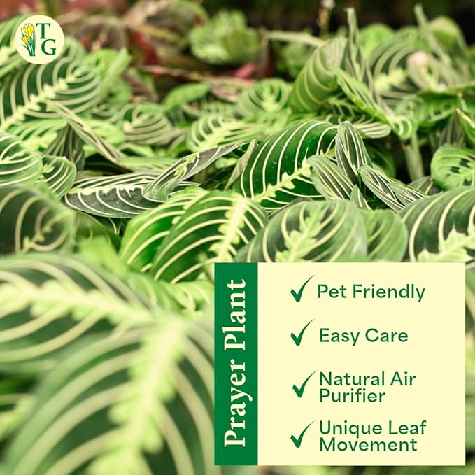 Thorsen's Greenhouse Lemon Lime Prayer Plant, Live Indoor Plant, Pet Friendly, Attractive Houseplant, Lemon Maranta, Natural Air Purifier, Easy to Grow, 4" Diameter Pot (White)