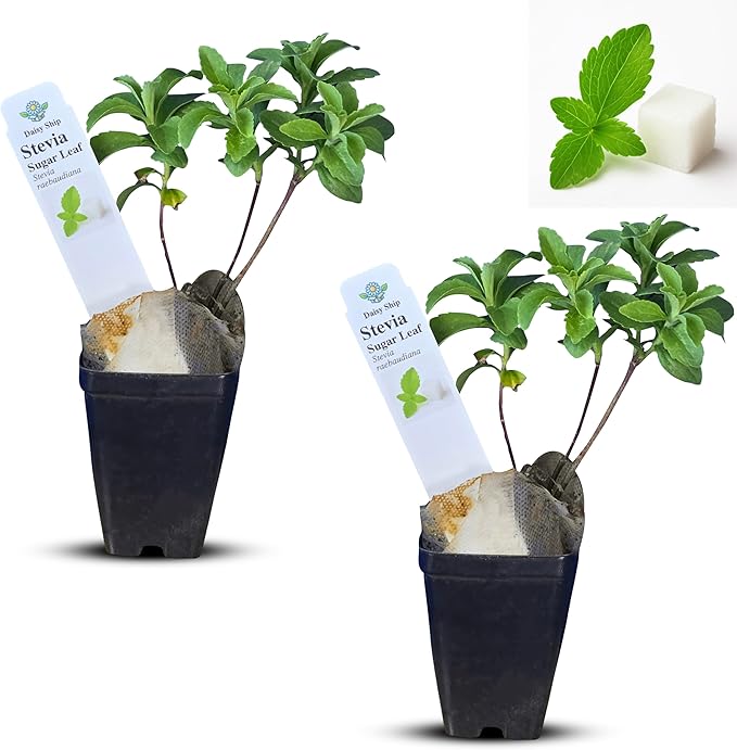 Natural Herbal Live Zero Calorie Sugar Replacement. Stevia Plants. Sweet Leaf, Sugar Leaf, Natural Sugar Substitute Herb, Easy to Grow (2 stevia Cups)