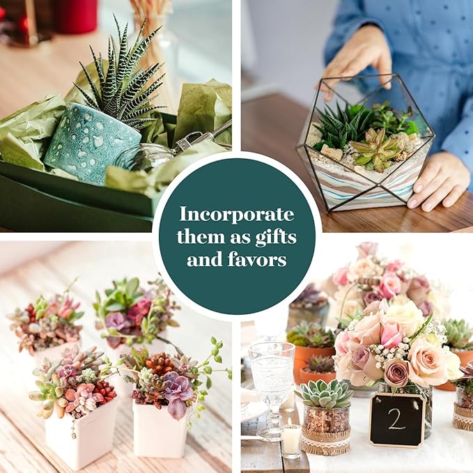 Shop Succulents Assorted Succulent Plant Pack Collection - Live Mini Succulent Plants, Low Maintenance, Mixture of Colors & Textures - Wedding and Party Favors, Gift & Garden, Pack of 256