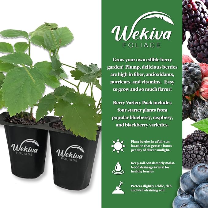 Berry Variety Pack - 4 Live Starter Plants - A Selection of Blueberry, BlackBerry, Boysenberry, and Raspberry Varieties for Your Edible Garden