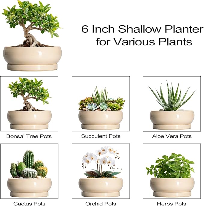 EPFamily Small Bonsai Pots - 6 Inch Ceramic Succulent Planters for Indoor Plant Outdoor, Shallow Planter with Drainage Hole and Saucer, Round Succulent Pots, Kitchen Decor, Gifts for Women Men, Beige