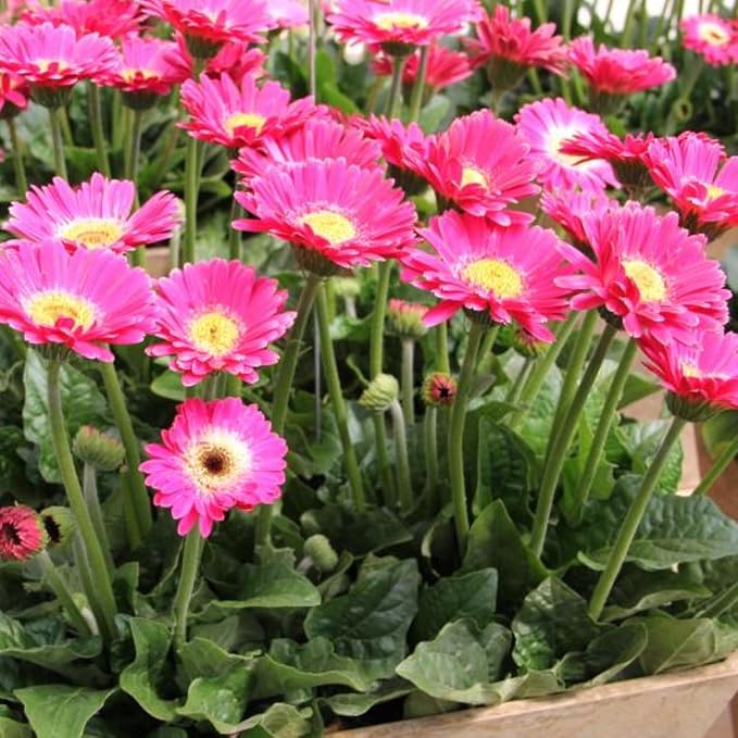 Sets 4 Pink Gerbera Daisy Live Plants, Ready to Bloom in Spring, Flower Winter Hardy Outdoor Planting
