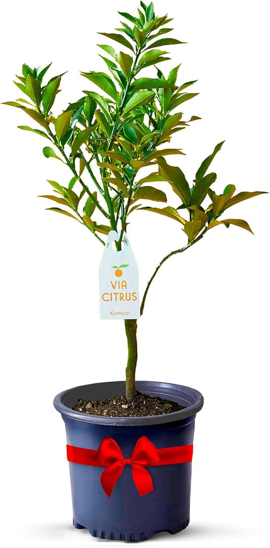 Grafted Kumquat Live Tree Plants Outdoor Plant 13"- 22" Tall Sweet Kumquat Fruiting Tree Cannot Ship: CA, AZ, TX, LA, Dwarf Fruit Trees, Indoor Fruit Trees Live Plants, Kumquats Plant by Via Citrus