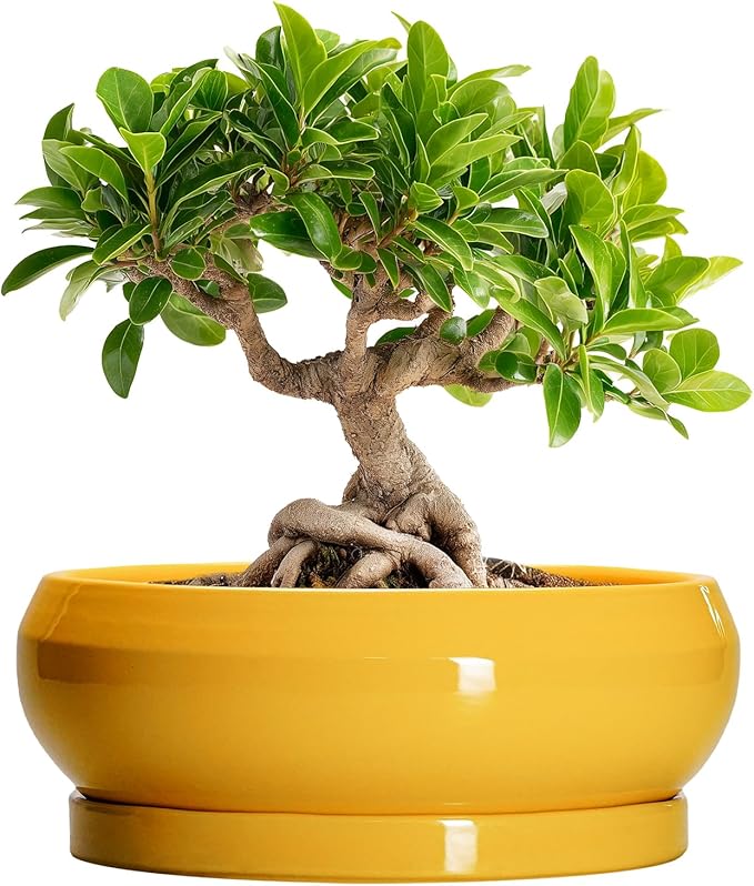 EPFamily Bonsai Pots - 8 Inch Ceramic Succulent Planter for Indoor Outdoor, Shallow Planters with Drainage Hole and Saucer, Round Modern Planter Bowl, Window Decor, Gifts for Plant Lovers, Yellow