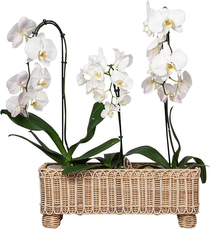 Juliska Provence Rattan Rectangular Planter - Whitewash