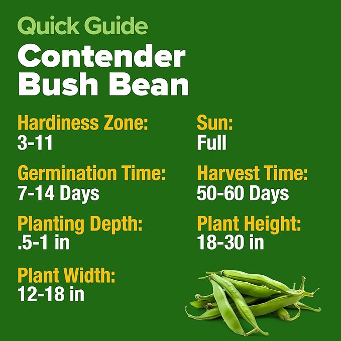 HOME GROWN Contender Bush Seeds - 56 Non GMO Heirloom Green Beans for Planting - Emergency Food Supply (Phaseolus vulgaris)