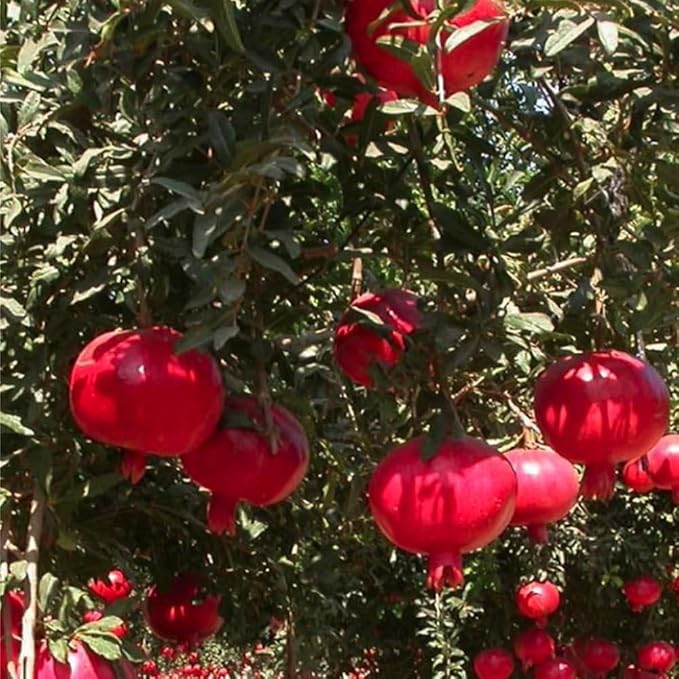 30+ Pomegranate Seeds Perennial Fruit Tree - Pomegranate Fruit Seeds for Planting Non-GMO