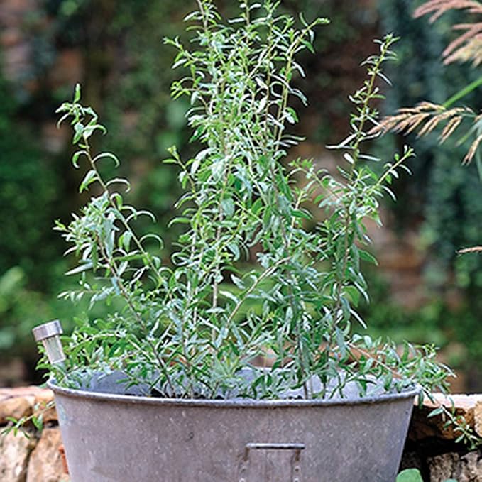 Goji Berry 50 Seeds - Lycium Chinense/Lycium Barbarum, Chinese Wolfberry Plant, Perennial Non GMO Super Fruit, Easy to Grow Goji Berries Seeds for Planting