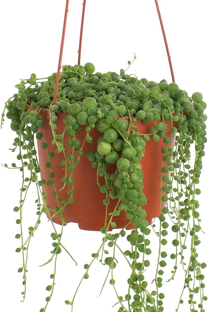Shop Succulents 6" String of Pearls Hanging Succulent Live Plant, Versatile for Hanging Baskets, Vertical Gardens, Indoor & Outdoor Decor, Low-Maintenance Indoor Plant
