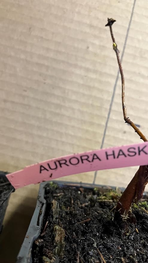 1 Litter Pot Honeyberry ‘Aurora’ (Lonicera caerulea VAR.edulis) 1 Plant 12-18” Tall Haskap