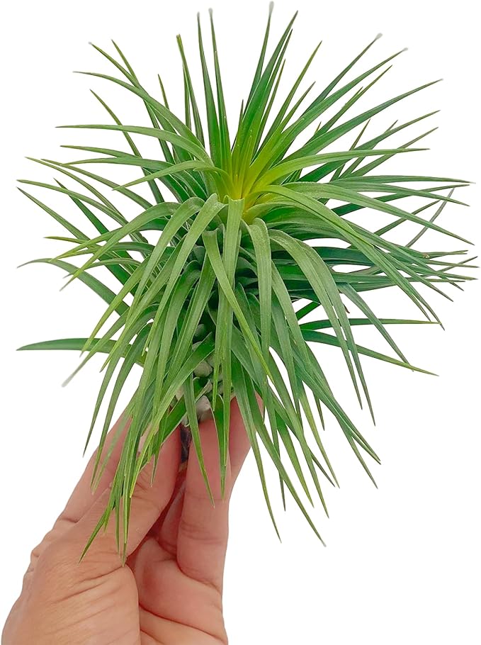 ragnaroc Air Plants - Flowering Tillandsia Pink Paske Large 5" - 1ct - Live Arrival Guaranteed - House Plants for Home Decor & Gift