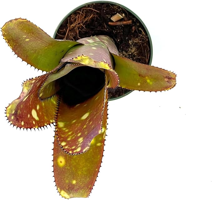 ragnaroc Live Plants – Bromeliad Billbergia Lots of Spots, 8-12" in 4" Pot - 1ct - Live Arrival Guaranteed - House Plants for Home Decor & Gift