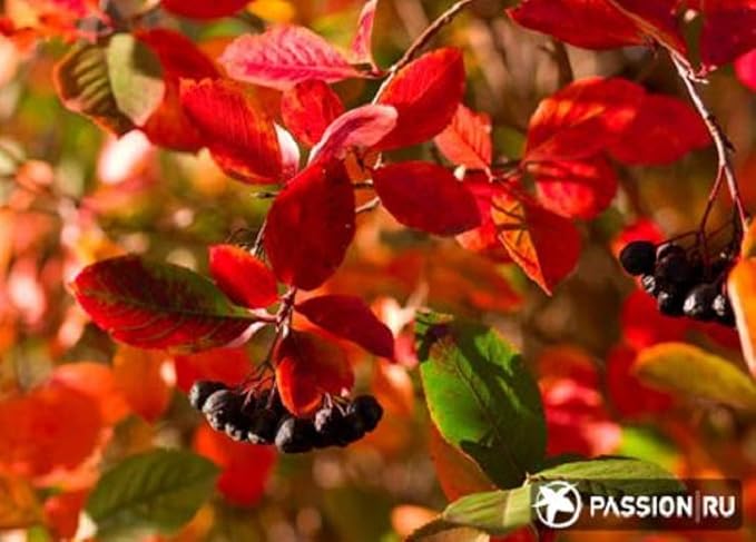 8-14" Tall Aronia melanocarpa Black Chokeberry bareroot Plant