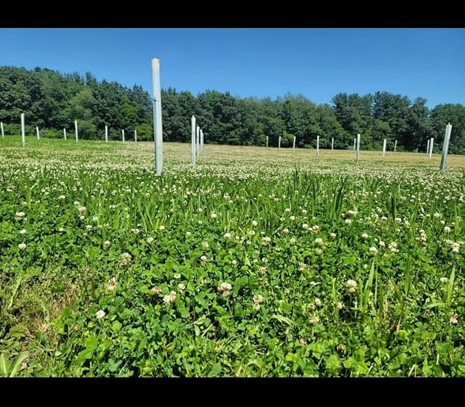 Whitetail Hill Clover Food Plot Seed for Deer and Turkeys, 1/2 Acre or 3 Acre, 5 Types of Clover, Perennial Blend, Cold Hardy, Drought Tolerant, Highly Palatable (1/2 Acre (3.5lbs))