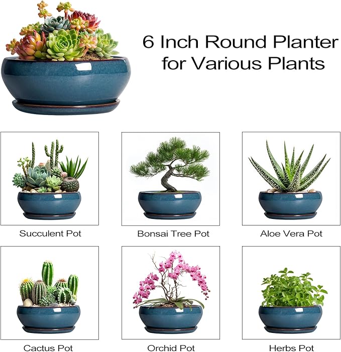 SQOWL Succulent Pots - 6 Inch Ceramic Bonsai Pots, Shallow Planter with Drainage Hole and Saucer, Modern Round Planter for Indoor Plants Outdoor, Flower Cactus Pot, Home Decor, Plant Lover Gift, Blue