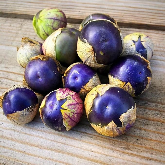 Seeds Purple Cape Gooseberry Goldenberry Groung Cherry Physalis Non GMO Vegetable for Planting