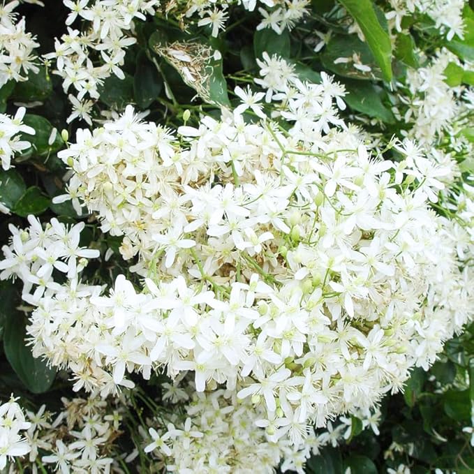 3 Sweet Autumn Clematis Plants Live Well-Rooted in 4” Pots, Fast Growing Fragrant Flowering Vine for Outdoor Garden and Trellis