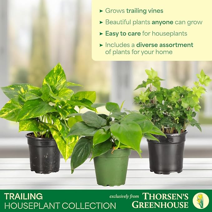 Thorsen's Greenhouse Live Trailing Houseplants (3 Pack), Vining Growth, Easy to Grow Indoor Plants, Grower's Choice Bundle, 4-inch Diameter Established Plants (Nursery Pot (3-Pack))