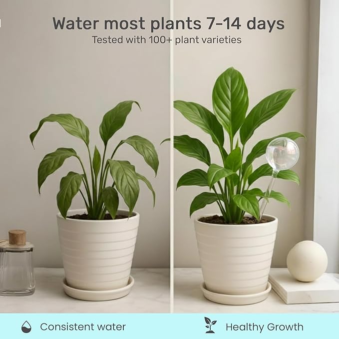 Automatic Plant Watering Globes Self Watering Planter Inserts (Set of 6) | Hands Free Clear Glass Bulbs | Planter Spikes to Support Indoor & Outdoor Plant Health (200ml)