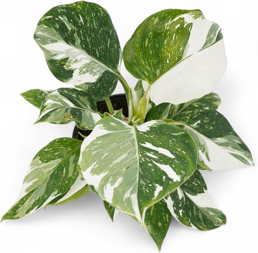 Philodendron Plant Package - 3 Live Philodendron Plants Bundle - Pink Princess, White Princess, and Birken Varieties - Rare Plants Live Houseplants