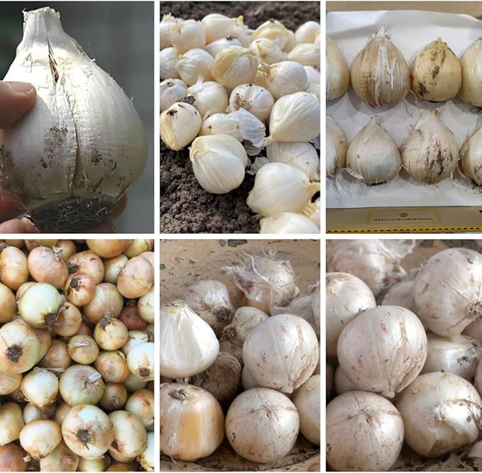 25 Mix Allium Bulbs, Allium Bulbs for Planting Fall Spring Garden Outdoors, Colorful Ornamental Flowering Onion Bulb, Hardy Perennial Flower Bulb
