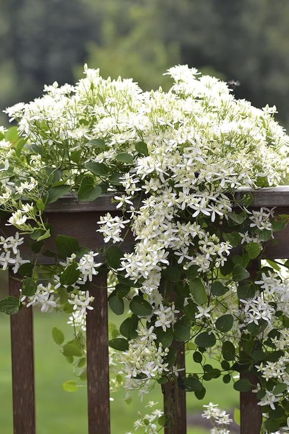 Clematis Sweet Autumn - Live Plant in a 4 Inch Growers Pot - Clematis 'Sweet Autumn' - Starter Plants Ready for The Garden - Beautiful White Flowering Vine