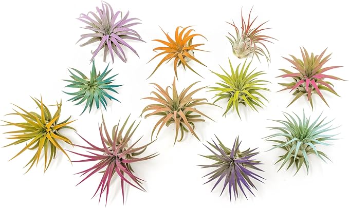 Purple Colorful Tillandsia Air Plants - Long Lasting Color Enhanced Live Tillandsia Succulent House Plants - Home and Garden Decor - Easy Care Indoor and Outdoor (Ionantha Rubra, Pack of 3)