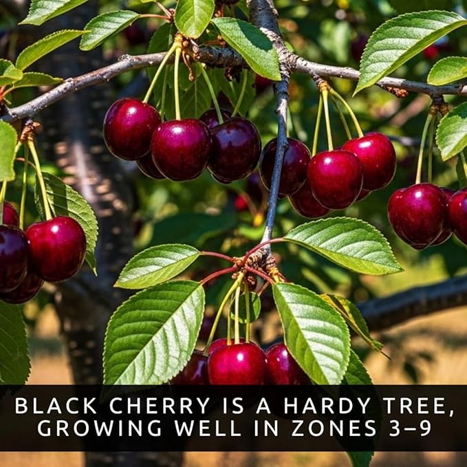 Black Cherry Fruit Tree Live Plant Seedling - Prunus serotina, Great for Home and Garden Yards Planting - No Ship to California - Native Edible Cherry Shade Tree