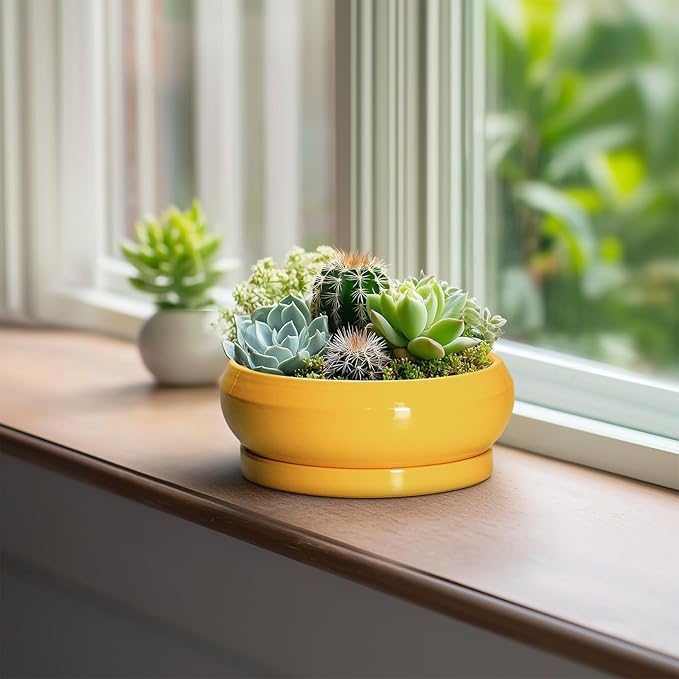 EPFamily Succulent Pots with Drainage Hole - 6 Inch Ceramic Bonsai Pots for Indoor Outdoor, Shallow Plant Pot with Saucer, Bonsai Planter, Round Succulent Planter, Patio Decor, Gardening Gift, Yellow