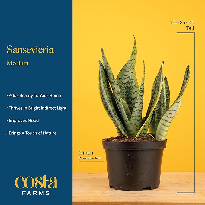 Costa Farms Snake Plant, Easy to Grow Live Plant in Cute Decor Pot, Grower's Choice Houseplant in Soil, Housewarming Gift, Room Decor, 1-2 Feet Tall